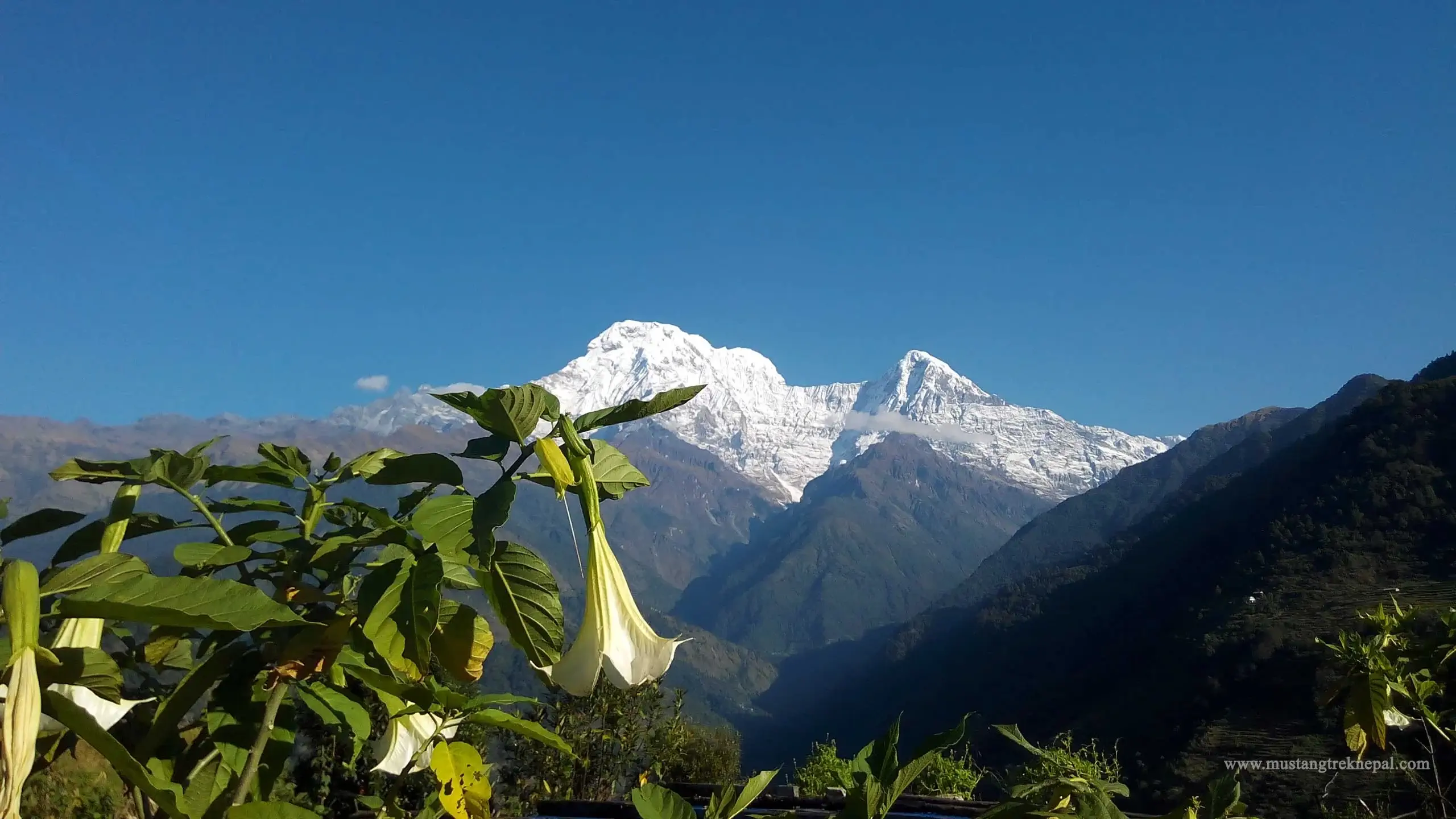 Nayapul to Ghandruk trek distance, map, altitude travel by bus, jeep