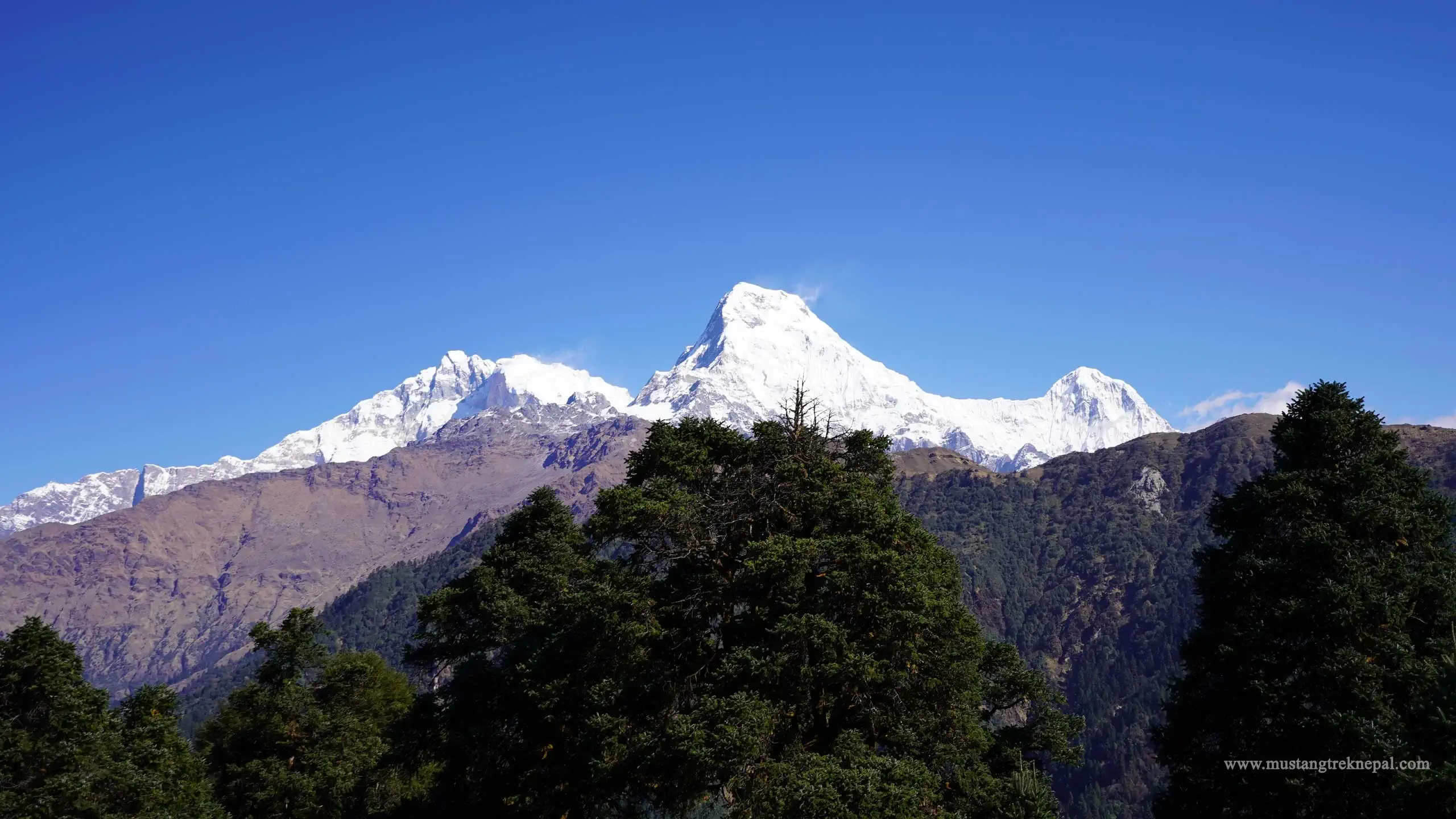 Ghorepani to Tadapani trek distance, altitude of Tadapani Nepal