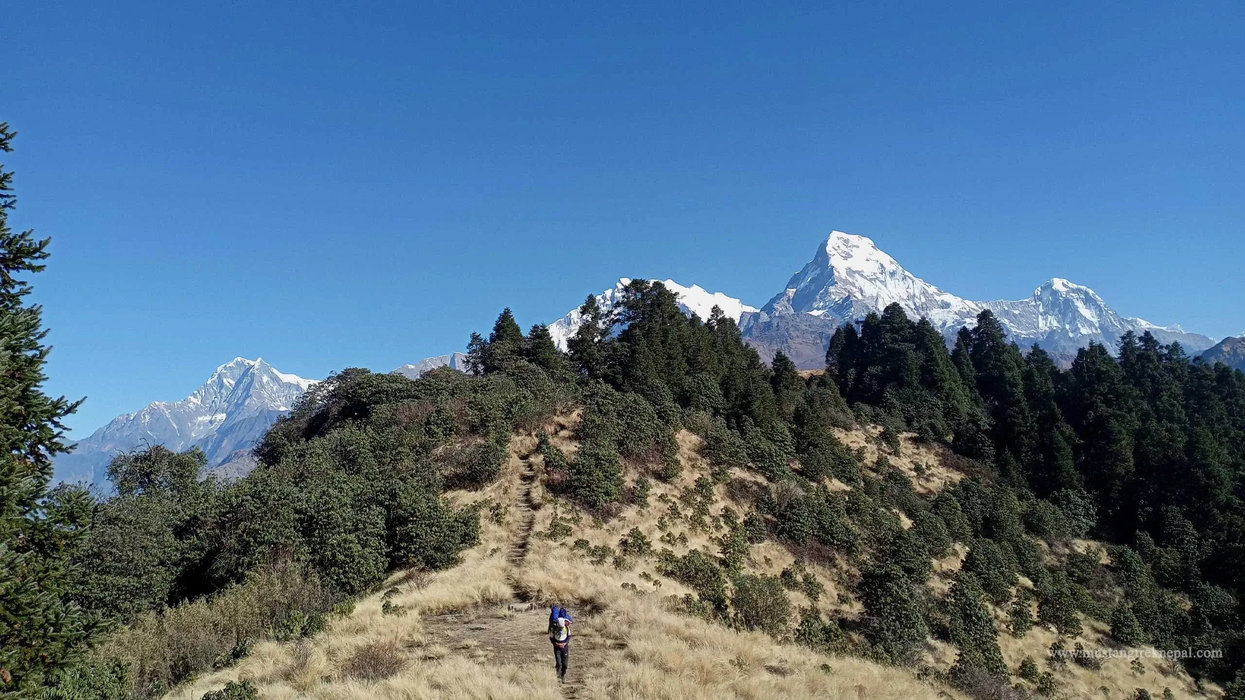 Mohare Danda trek distance, itinerary, elevation & map