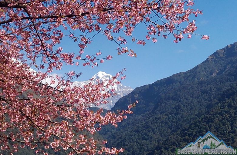 Tikhedhunga to Ghorepani trek distance, weather, elevation & map - Annapurna view from Ulleri