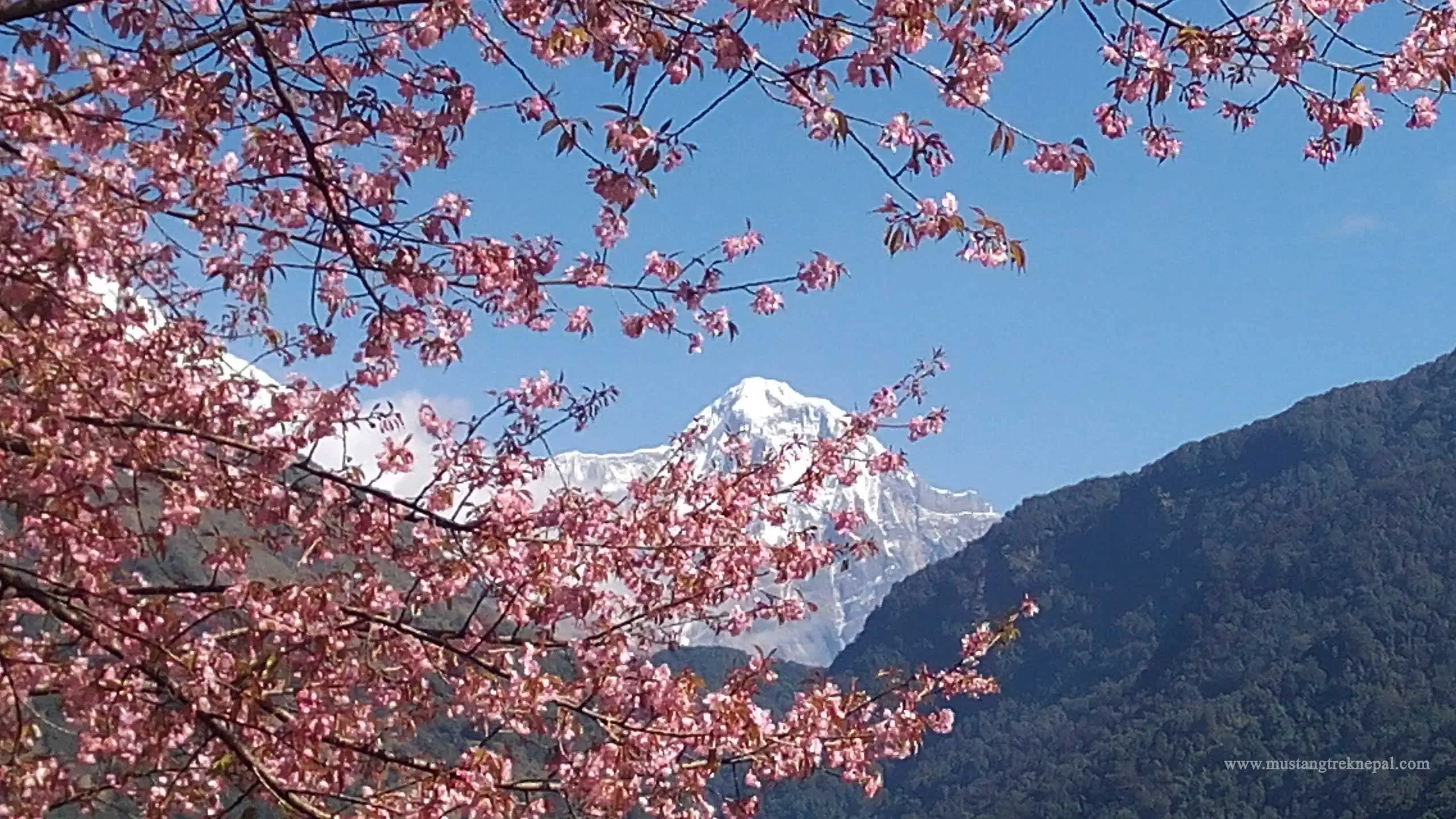 Tikhedhunga to Ghorepani trek distance, weather, elevation