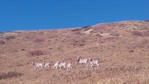 wildlife in Tsum valley trek in Nepal